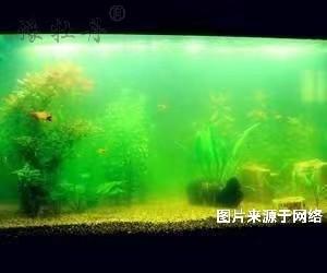 魚缸可以用活性炭來(lái)凈化嗎？